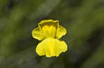 Humped bladderwort